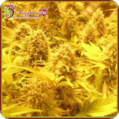 Dr Krippling Cannabis Seeds Choc Matic