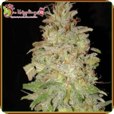 Dr Krippling Cannabis Seeds Chocolate Orange Auto