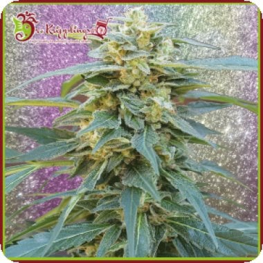Dr Krippling Cannabis Seeds D K Won