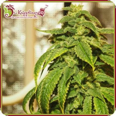 Dr Krippling Cannabis Seeds D Oh Si D Ohpe