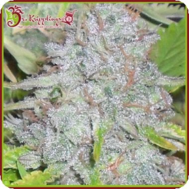 Dr Krippling Cannabis Seeds Delhi Friend