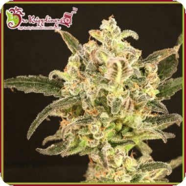 Dr Krippling Cannabis Seeds Dolly Kush
