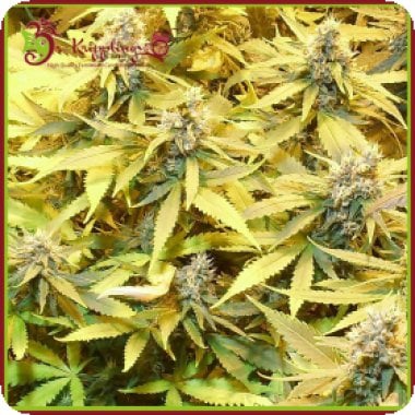 Dr Krippling Cannabis Seeds Gelato Cookie D Oh Ope Auto Aka Ggg3