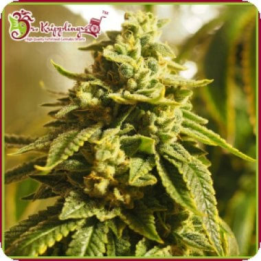 Dr Krippling Cannabis Seeds Glue Kripple