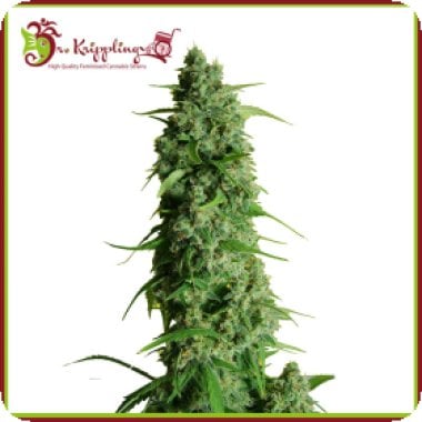 Dr Krippling Cannabis Seeds Guy S Girl Scout Cookies Glue Auto Aka Ggg1