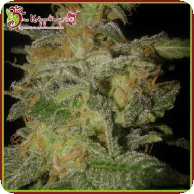 Dr Krippling Cannabis Seeds Incredible Bulk Auto