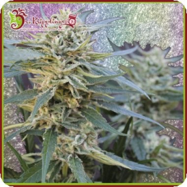 Dr Krippling Cannabis Seeds Jamnesia Haze
