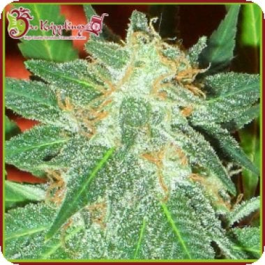 Dr Krippling Cannabis Seeds Jumping Black Dash Auto