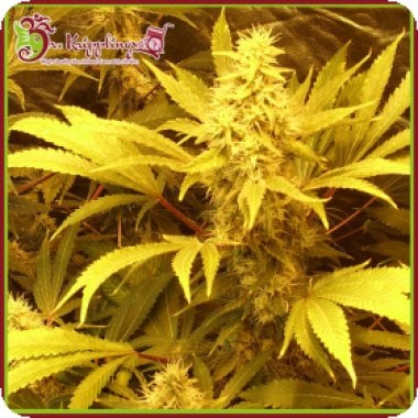 Dr Krippling Cannabis Seeds Kali And The Chocolate Factory