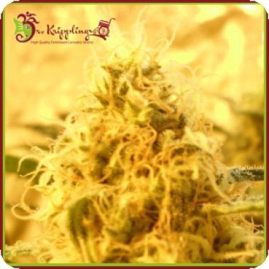 Dr Krippling Cannabis Seeds Kali S Mango Mist Shake