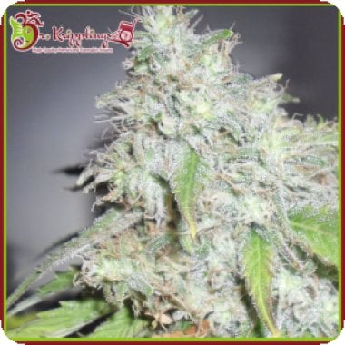 Dr Krippling Cannabis Seeds Kali S White Shadow