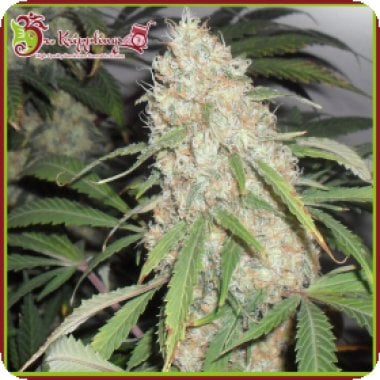 Dr Krippling Cannabis Seeds Kripple Roulette