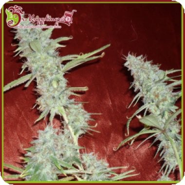 Dr Krippling Cannabis Seeds Krippleberry