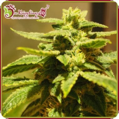 Dr Krippling Cannabis Seeds Krippling S Gelato
