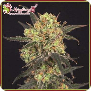 Dr Krippling Cannabis Seeds Leisure Zoot Larry