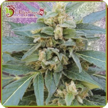 Dr Krippling Cannabis Seeds Mango Bubble Cloud