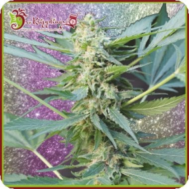 Dr Krippling Cannabis Seeds Mango Chutney Auto