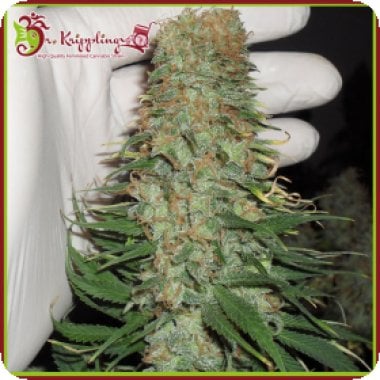 Dr Krippling Cannabis Seeds Mango Chutney