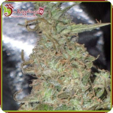 Dr Krippling Cannabis Seeds Melon Kali