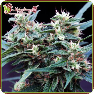 Dr  Krippling  Cannabis  Seeds  Ninja  Zkittlez