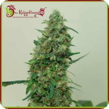 Dr Krippling Cannabis Seeds Patel S Cornershop Surprise