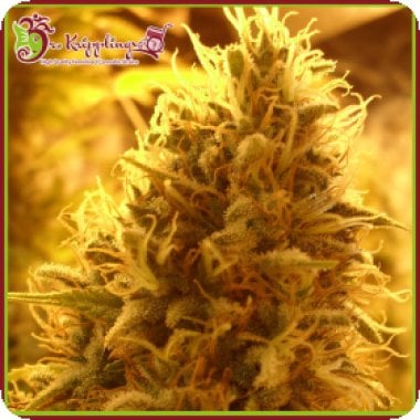 Dr Krippling Cannabis Seeds Puff Puff Pass Out