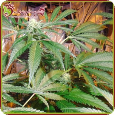 Dr Krippling Cannabis Seeds Red Leicester Tease