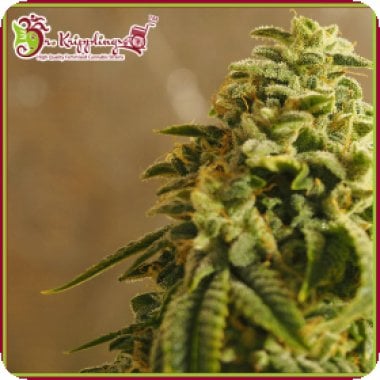 Dr Krippling Cannabis Seeds Sherbert Gorilla
