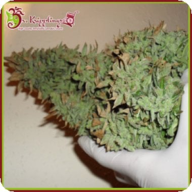 Dr Krippling Cannabis Seeds Smokin Gun Auto