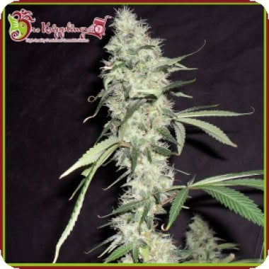 Dr Krippling Cannabis Seeds Sonic Bloom Auto
