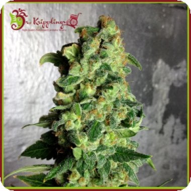Dr Krippling Cannabis Seeds Super Skunk Auto