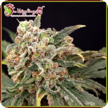 Dr  Mint  Glace