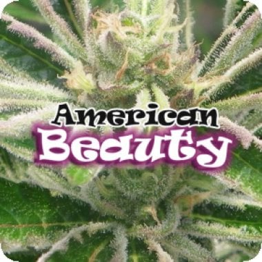 Dr Underground Cannabis Seeds American Beauty