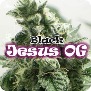 Dr Underground Cannabis Seeds Black Jesus Og