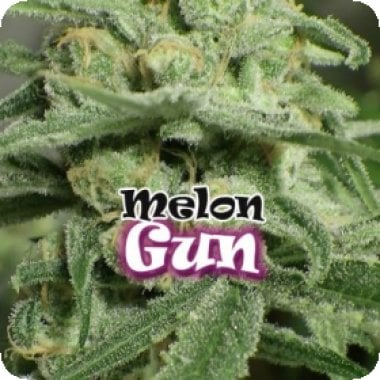 Dr Underground Cannabis Seeds Melon Gum