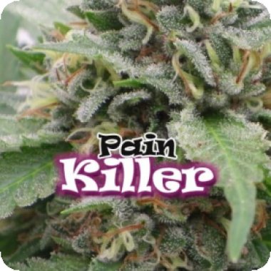 Dr Underground Cannabis Seeds Painkiller
