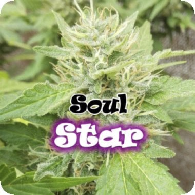 Dr Underground Cannabis Seeds Soul Star