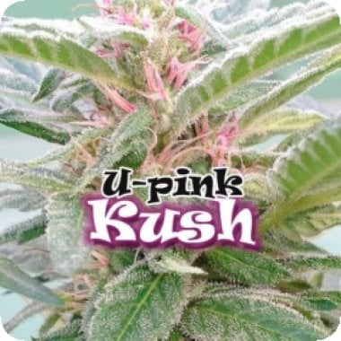 Dr Underground Cannabis Seeds U Pink Kush