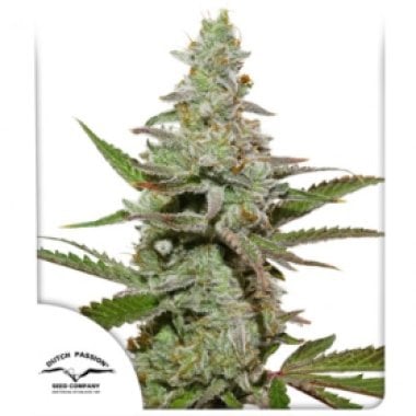 Dutch Passion Cannabis Seeds Amsterdam Amnesia