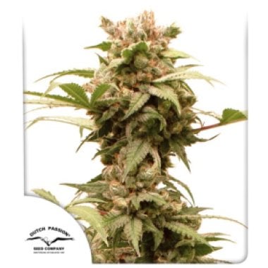 Dutch Passion Cannabis Seeds Auto Cbg Force