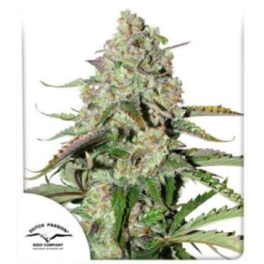 Dutch Passion Cannabis Seeds Auto Colorado Cookies