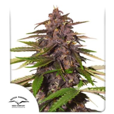 Dutch Passion Cannabis Seeds Auto Forbidden Cherry