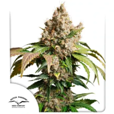 Dutch Passion Cannabis Seeds Auto Red Tropicana Cookies