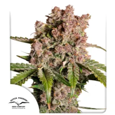Dutch  Passion  Cannabis  Seeds  Auto  Strawberry  Soda
