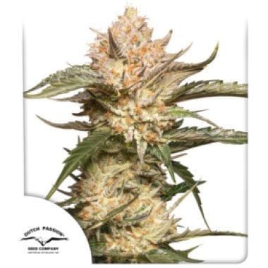 Dutch  Passion  Cannabis  Seeds  Auto  Trichome  And  Cream