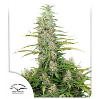Dutch Passion Cannabis Seeds C Vibez