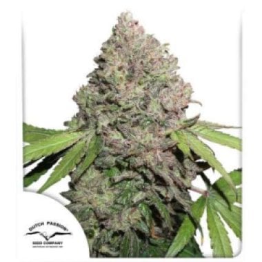 Dutch Passion Cannabis Seeds Cbd Charlotte S Angel