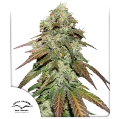 Dutch Passion Cannabis Seeds Cbd Mazar