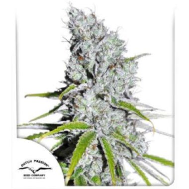 Dutch  Passion  Cannabis  Seeds  Cbd  Skunk  Haze