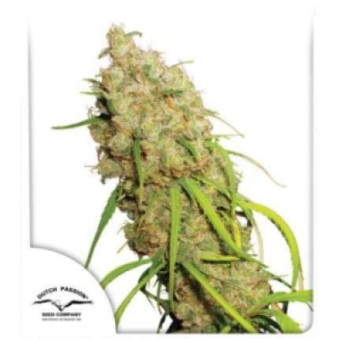 Dutch Passion Cannabis Seeds Desfran